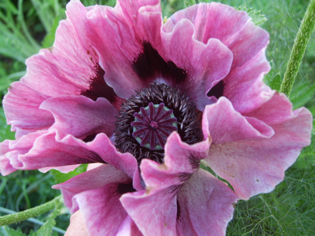 Papaver orientale 'Central Park'